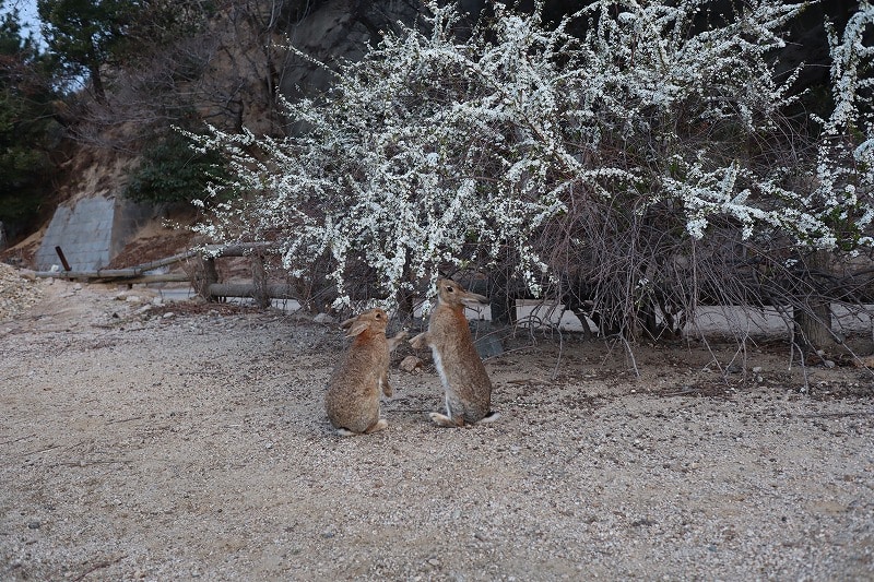 うさぎ