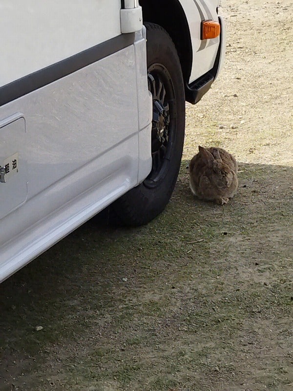 うさぎとCampeeクレソン